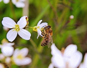 Beeonflower
