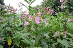 himalayan balsam