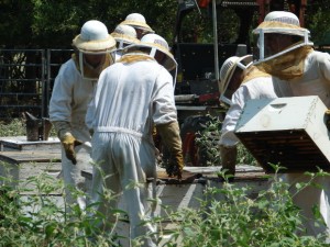 hive