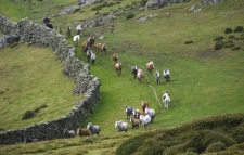 Welsh Ponies helping with sustainable grazing in cheshire.