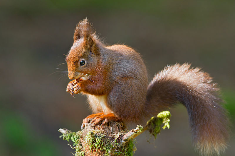 "Redsquirrel eating 2012" by Paul Whippey - Own work. Licensed under CC BY-SA 3.0 via Commons - https://commons.wikimedia.org/wiki/File:Redsquirrel_eating_2012.jpg#/media/File:Redsquirrel_eating_2012.jpg